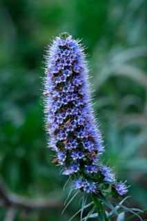 Madeiran pride of madeira (Echium candicans)