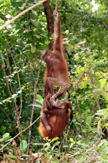 Young Borneo Orang-utans, Sabah, Borneo, Malaysia (Pongo pygmaeus pygmaeus)