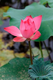 Indian Lotus (Nelumbo nucifera), Kota Kinabalu, Sabah, Borneo, Malaysia, Asia