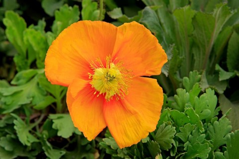 Iceland poppy (Papaver nudicaule)