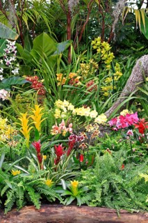 Garden with exotic flowers, San Diego, California, USA, North America