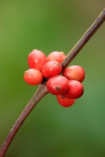 Arabica coffee (Coffea arabica), Nosy Be, coffee bush, Madagascar, Africa