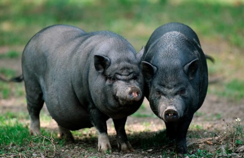 Vietnamese Pot-bellied Pigs pair, Vietnamese pot-bellied pigs, pair, Vietnamese pot-bellied pig,
