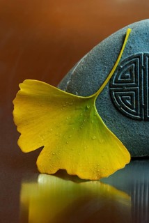 Ginkgo (Ginkgo biloba) leaf and stone, gingko