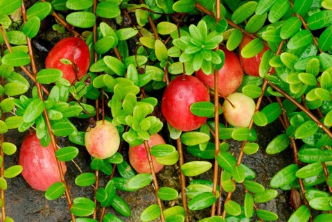 Culture-Lingonberries (Vaccinium vitis-idaea) Early Black, Cranberry