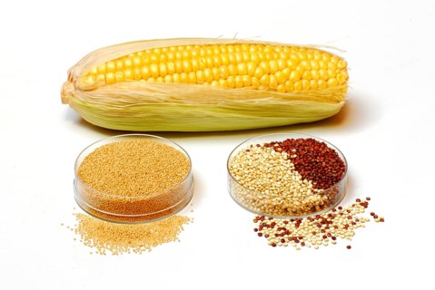 Cornpistons (Zea mays) Amaranth (Amaranthus) and quinoa , Quinoa (Chenopodium quinoa) Inca grain,