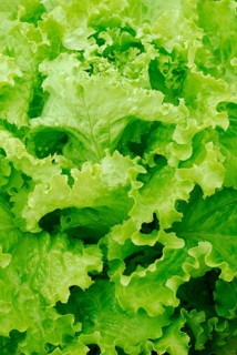 Lettuce 'Batavia Laura', old cultivation (Lactuca sativa capitata)