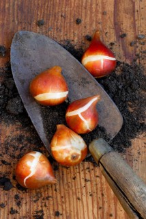Tulip bulbs, shovel, flower bulbs