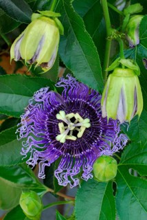 Passion flower hybrid ( Passiflora incarnata x P. edulis flavicarpa Byron Beauty) , passion flower