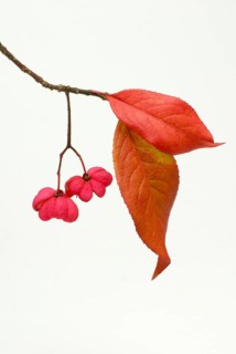 European spindle (Euonymus europaeus)