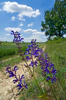 Meadow clary (Salvia pratensis), meadow sage in flower in rural landscape