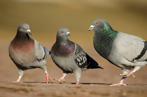 City pigeons, feral domestic pigeon