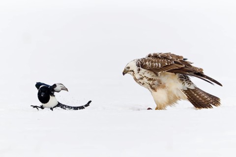 Common Buzzard and Common Magpie (Pica pica), Lower Saxony, Germany (Buteo buteo)