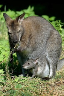 Red-necked Wallaby (Macropus rufogriseus) with joey