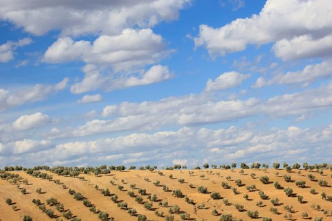 Olive groves, province of Jaon, Andalusia, Spain, Europe