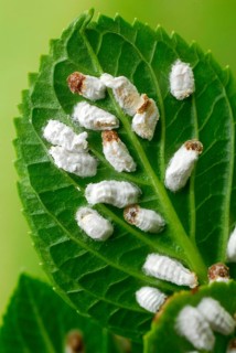 Hydrangea wool scale insects on hydrangea leaves (Pulvinaria hydrangeae), hydrangea wool scale