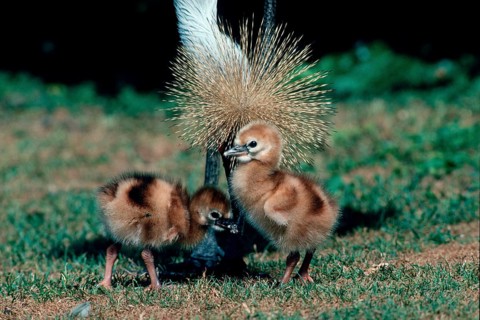Crowned Crane with chicks, South_Africa (Balearica pavonina regulorum)