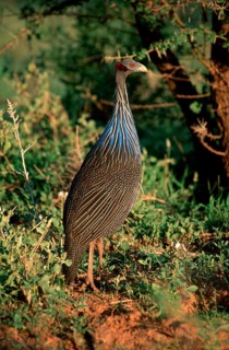 Vulturine Guineafowl (Acryllium vulturinum), Samburu Game Reserve, Kenya, Geierperlhuhn, Samburu