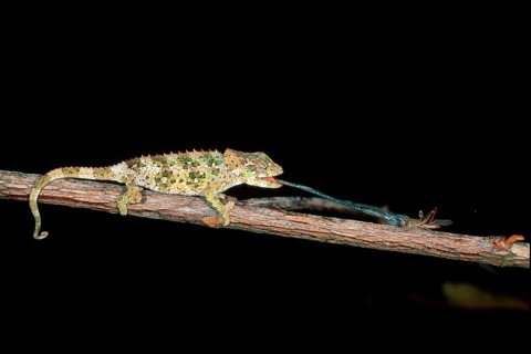 Young short-horned chameleon (Calumma brevicornis) hunting, page, Madagascar, Africa