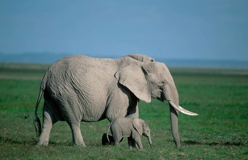 African elephants (Loxodonta africana), cow with calf, Amboseli National Park, page, Kenya, Africa