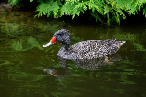 Freckled duck (Stictonetta naevosa)