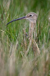 Curlew, England, Eurasian curlew (Numenius arquata)