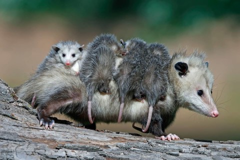 North American Opossum with youngs, Minnesota, USA (Didelphis marsupialis virginiana), Northern