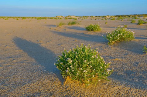Sea mustard, De Hors beach, near Den Hoorn, Texel island, North Holland, Netherlands