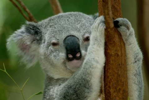 Koala (Phascolarctos cinereus), Australia, Koala, Australien /, Oceania