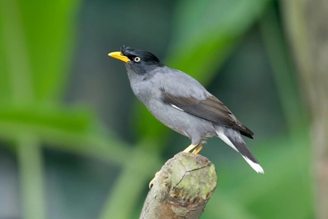 Common Myna (Acridotheres tristis), Hirtenmaina /