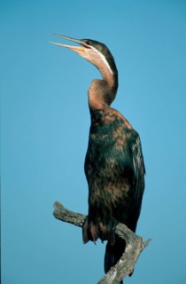 African darter (Anhinga rufa), Pilanesberg Park, South Africa nish darter, animals, bird, birds,