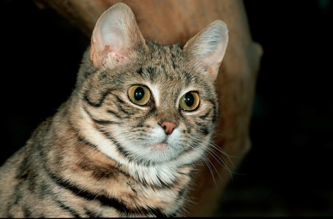 Black-footed cat (felis nigripes)