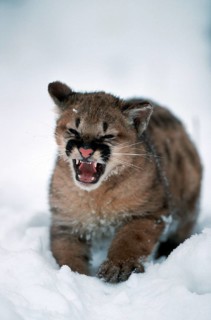 Cougar cub (Felis concolor)