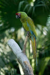 Military Macaw (Ara militaris), Kleiner Soldatenara /
