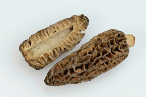 Morels (Morchella conica), pointed morels, Europe, fungi, mushrooms, crop, object, indoor, studio,