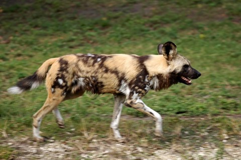 African wild dog (Lycaon pictus), hyena dog, lateral view