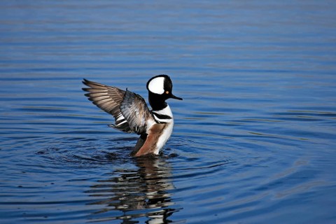 Hooded merganser (Lophodytes cucullatus), male, Merrit, wing beat, Iceland, USA, Europe