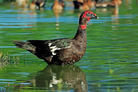 Moscovy Duck (Cairina moschata), Pantanal, Brazil, South America
