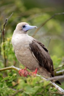 Red-footed Booby (Sula sula), Galapagos Islands, Ecuador, South America