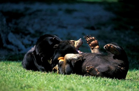 Malayan Sun Bears (Helarctos malayanus), pair