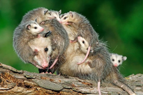 North American Opossum with youngs, Minnesota, USA (Didelphis marsupialis virginiana), Northern