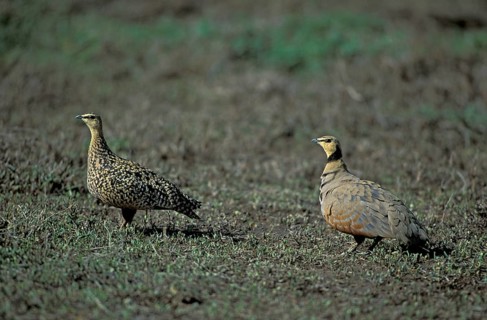 Yellow-throated Sandgrouse (Pterocles gutturalis), pair, Serengeti yellow-throated sandgrouse,