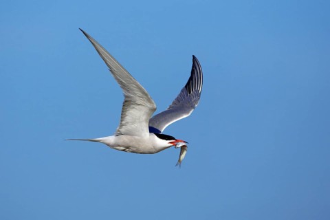 Common Tern (Sterna hirundo) with fish, Texel, Netherlands