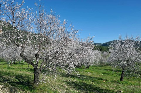 Flowering Almond trees (Prunus dulcis), Tramuntana Mountains, Majorca, Balearic Islands, Spain,