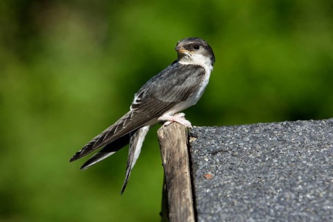 House Martin (Delichon urbica), Lower Saxony, Germany, side, Europe