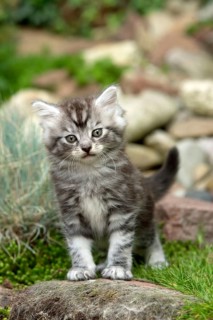 Maine Coon Cat, Kitten