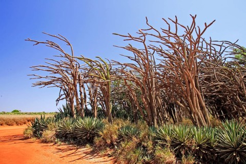 Didieraceae, Berenty Private Reserve, Madagascar, Africa