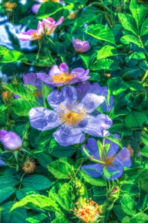 Dog rose (Rosa canina), dog rose, dog rose, heather rose, hagrose, oil painting, soft colours,
