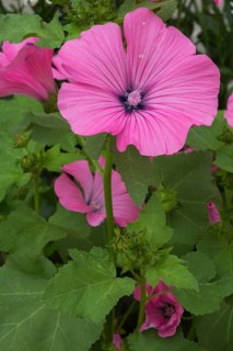 'Twins Hot Pink' Mallow (Lavatera) flower in summer, Quebec, Canada, North America