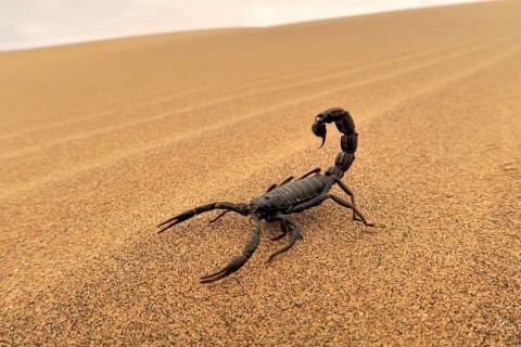 Black scorpion (Parabuthus villosus) running on sand, Namib Desert in Swakopmund, Namibia, Africa